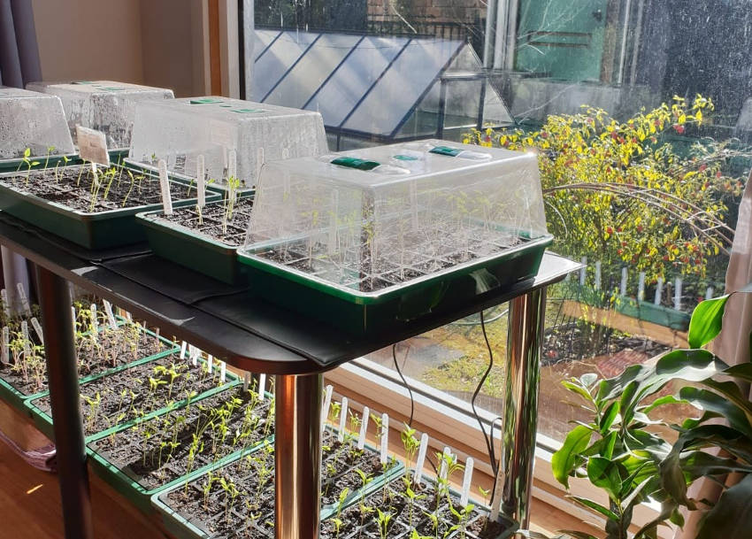 Mini Greenhouse 5